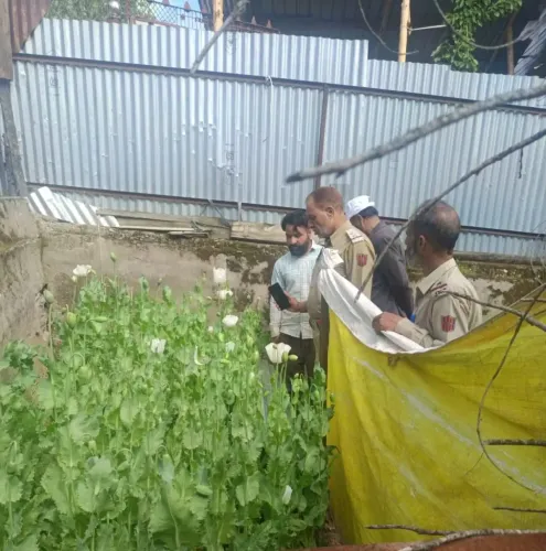 कुपवाड़ा में अफीम की खेती नष्ट और चरस के साथ एजाज अहमद भट गिरफ्तार