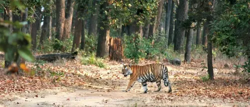 Jharkhand High Court Critiques State on Tiger Conservation in Palamu Reserve