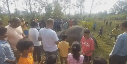 चाईबासा में हथिनी की संदिग्ध मौत, दोनों दांत गायब; तस्करी की आशंका से वन विभाग सतर्क