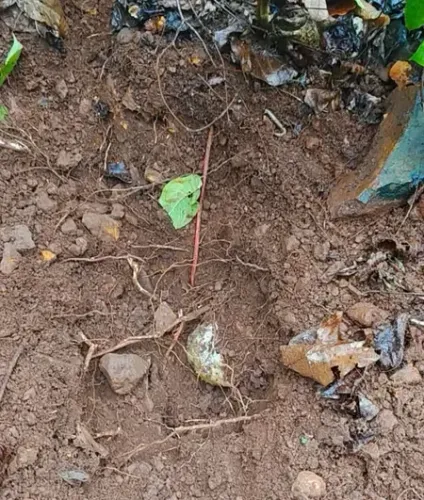 झारखंड के चाईबासा में नक्सलियों की साजिश नाकाम, 14 आईईडी बरामद