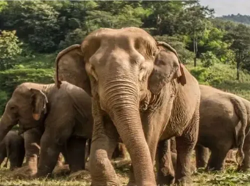 क्या झारखंड में हाथियों के मूवमेंट के कारण 18 लोकल ट्रेनें रद्द हुईं और सड़क यातायात प्रभावित हुआ?