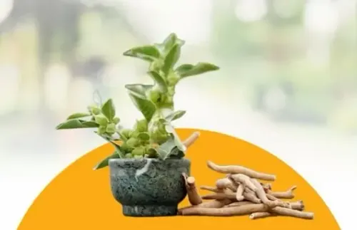 क्या जोड़ों के दर्द से परेशान हैं? अश्वगंधा से पायें राहत