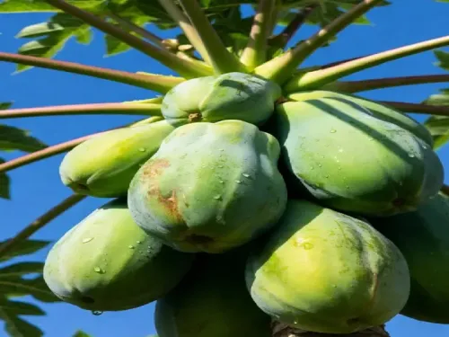 कच्चा पपीता: शरीर की सूजन और टॉक्सिन कम करने का अद्भुत फल, जानें सेवन की सावधानियां