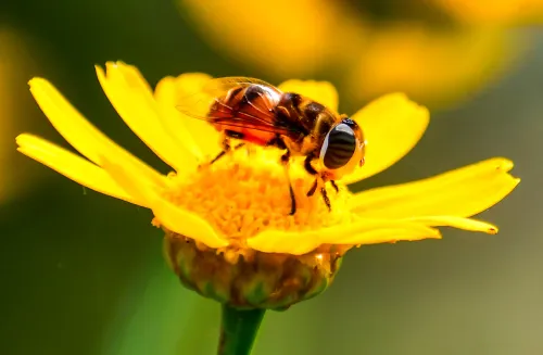 कम ऑक्सीजन में छिपा है जीवन का रहस्य: शोध ने खोला नया पहलू