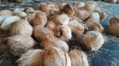 क्या कर्नाटक का टिपटूर नारियल जीआई टैग पहचान हासिल करेगा?