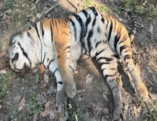 क्या काजीरंगा नेशनल पार्क में दूसरे बाघ का शव मिला?