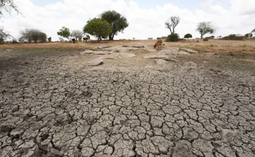 Kenya Fights Wildfires in Major Wildlife Reserves Amid Severe Drought