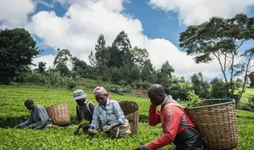 Kenya Sees Significant Rise in Tea Export Volumes and Revenue in 2024