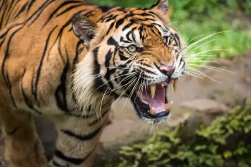 Kerala: Indian Cricketer Minnu Mani’s Aunt Dies in Tiger Attack