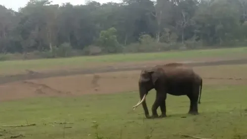 Kerala's third wildlife conflict death this week: Elephant kills 65-year-old in Thrissur