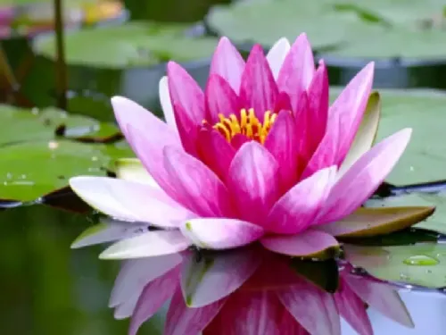 कमल के फूल: केवल सुंदरता का प्रतीक नहीं, बल्कि स्वास्थ्य का भी साथी