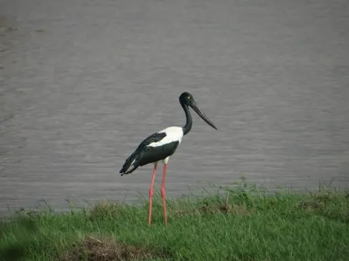 Khijadiya Bird Sanctuary records 100% Black-necked Stork breeding success in Gujarat study