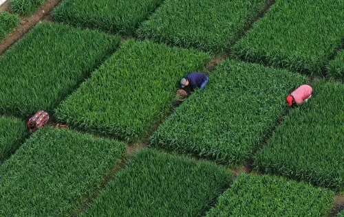 चीन में कृषि उत्पादन को बढ़ावा देने के लिए उप प्रधानमंत्री के निर्देश