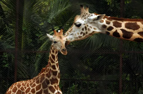 Giraffe Shivani dies at Bannerghatta Biological Park from caecal torsion