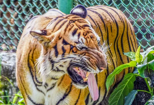 What led to the suspension of safari operations in Karnataka's tiger reserves?