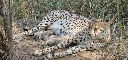 Did Kuno National Park Just Welcome Three New Cheetah Cubs?