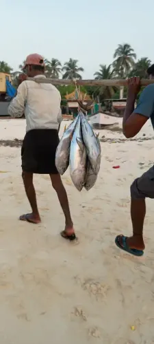 Lakshadweep eyes integrated fisheries hub to boost Blue Economy
