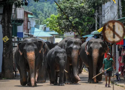 Sri Lanka Railways Introduces New Speed Regulations to Safeguard Wild Elephants