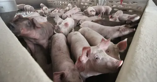 Laos Issues Warning Over African Swine Fever Spread