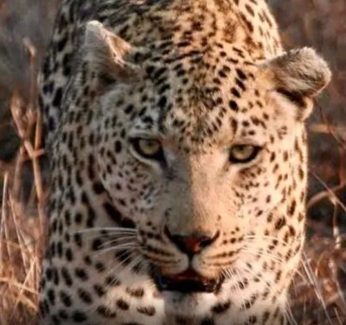 Leopard Rescued from Bengaluru Home After Lock-In Incident