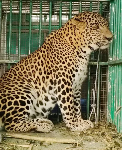 Was the Leopard that Attacked a Four-Year-Old Girl in Valparai Captured by TN Forest Dept?