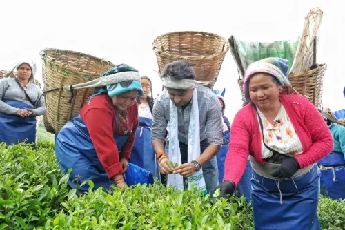 Scindia at Temi Tea Estate: Sikkim's organic legacy meets 'Vocal for Local'