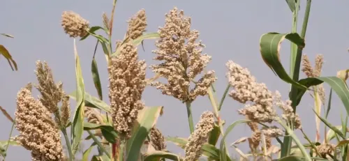 Is the love for millets growing across India and the world, as PM Modi suggests?