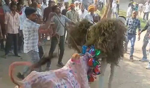 क्या मध्य प्रदेश के राजगढ़ में 'छोड़ा' उत्सव जल्लीकट्टू की तरह मनाया गया?