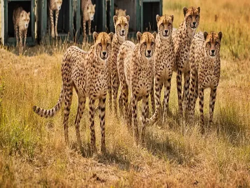 Exciting Developments: Eight Cheetahs from Botswana Arriving at Kuno National Park