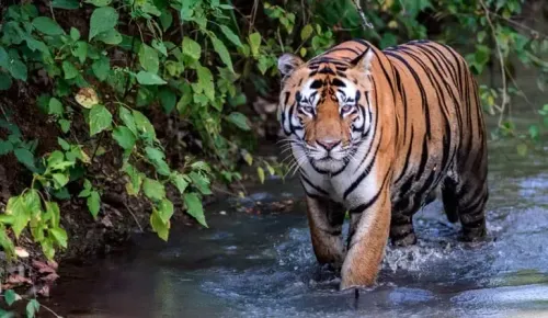 Madhya Pradesh to Relocate 14 Tigers to Gujarat, Chhattisgarh, and Odisha