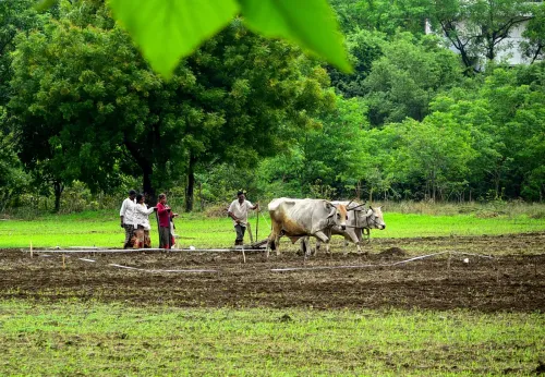Maharashtra Kharif sowing at 59% after July rains, trails last year's 82%