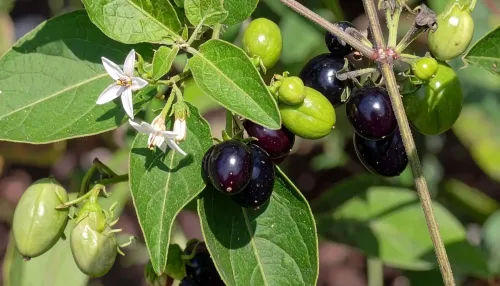 क्या मकोय एक छोटा-सा पौधा है, जिसमें औषधीय गुणों का खजाना छिपा है?