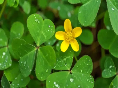 क्या मामूली सी दिखने वाली चांगेरी घास गुणों का खजाना है, हृदय रोगों से लेकर ल्यूकोरिया तक में असरदार?