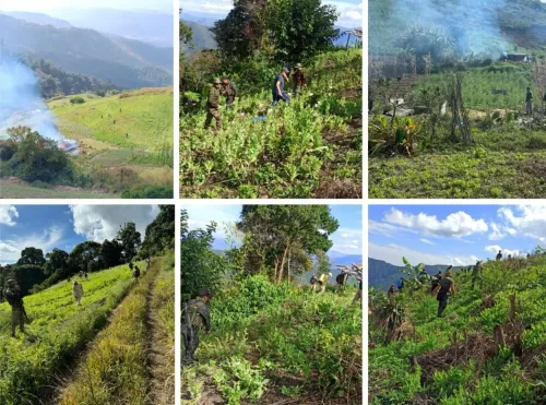Manipur: Assam Rifles Eliminates 354 Acres of Unlawful Poppy Farming in 2024