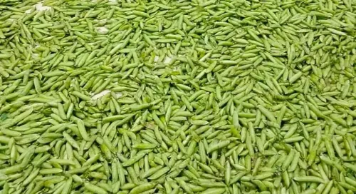 Manipur's Churachandpur farmers reap first legal harvest under NCB's Project HINICHI