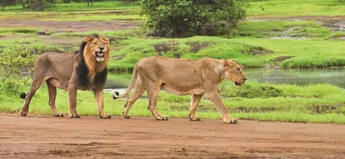 Mann Ki Baat: Can Community-Led Conservation Explain the Surge in Lion Numbers in Gir?
