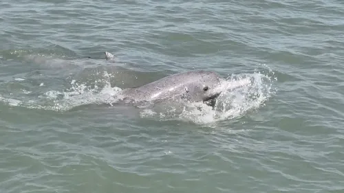 Gujarat dolphin survey 2025: Over 680 spotted along 4,087 sq km coastline
