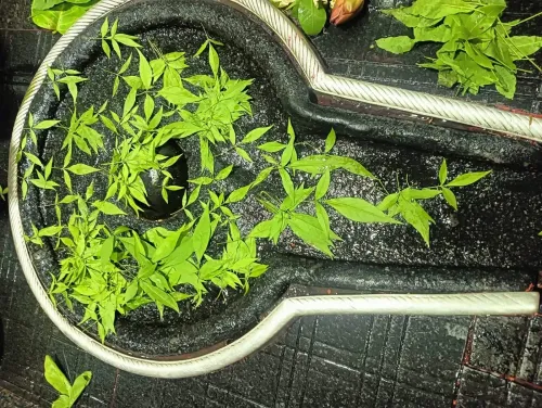 क्या मासिक शिवरात्रि पर ये काम करने से भोलेनाथ की कृपा बरसेगी?