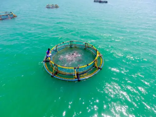 What Challenges and Opportunities Will MECOS 4 Spotlight in the Seafood Industry?