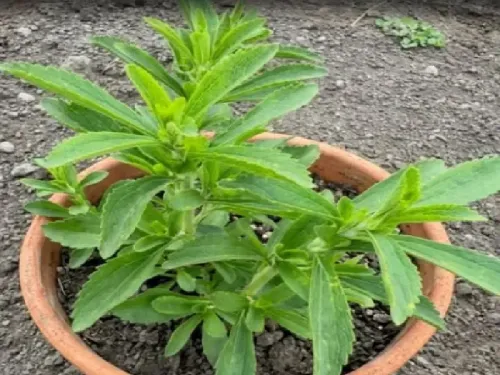 मीठी तुलसी: गुणों से भरपूर यह पौधा, गर्मियों में करेगा आपकी सेहत का ख्याल