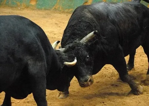 Meghalaya Imposes Ban on Animal Fights During Local Festivals