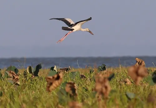 Migratory birds arrive at Myanmar's wetland sanctuary for winter