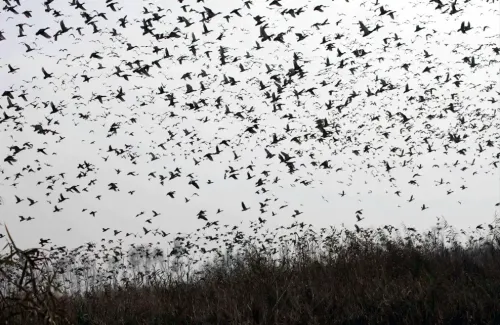 When Do Migratory Birds Arrive in Kashmir for the Winter?