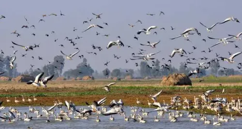 Migratory Birds Paint the Skies with Color as They Visit Kashmir Wetlands