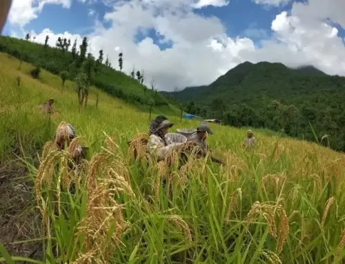 What’s Causing the Rodent Surge in Mizoram and Crop Loss Fears?