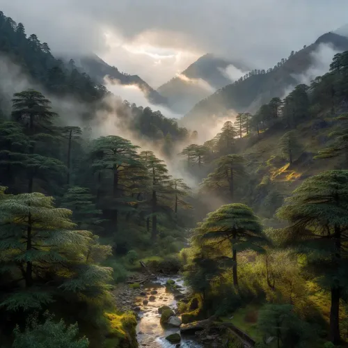 HP CM Office calls for year-round environmental action on World Environment Day