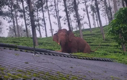 Gudalur Forest Division steps up monsoon wildlife vigil in Nilgiris