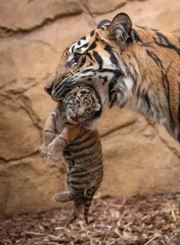 Tragic Incident: Mother Tigress Claims Lives of Her Cubs at Bengal Zoo