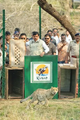 MP CM releases 2 Botswana cheetahs into Kuno National Park forest