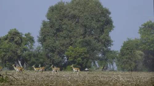 MP CM Yadav Moves 488 Blackbucks to Kuno in Phase 2